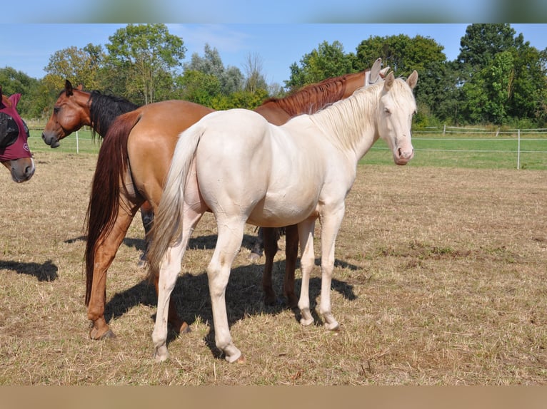 American Quarter Horse Wallach 2 Jahre 158 cm Champagne in Bückeburg Evesen