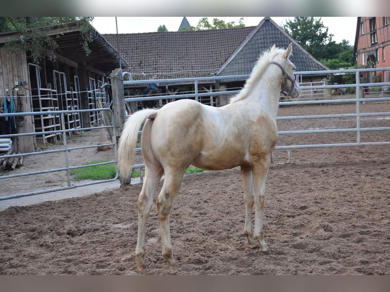 American Quarter Horse Wallach 2 Jahre 158 cm Champagne in Bückeburg Evesen