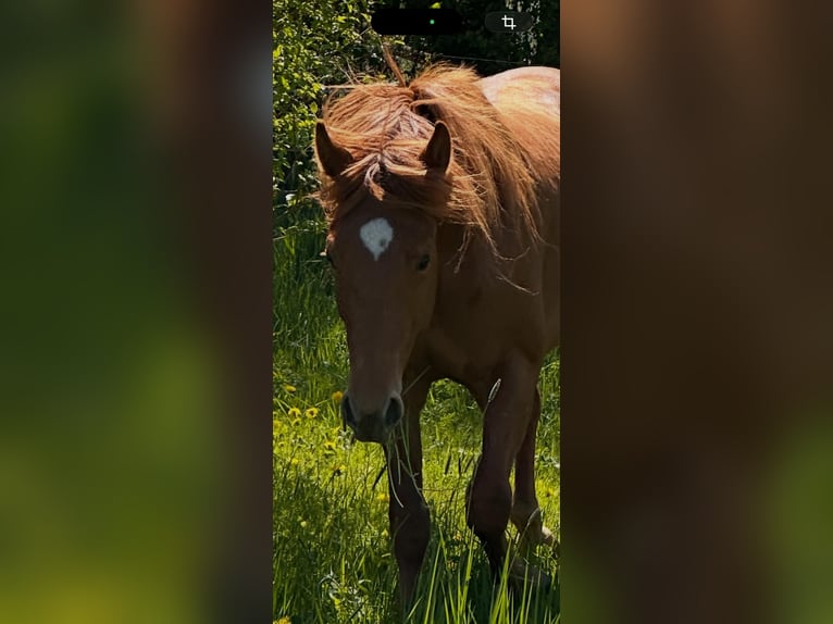 American Quarter Horse Wallach 2 Jahre 158 cm Dunkelfuchs in WachtbergWachtberg