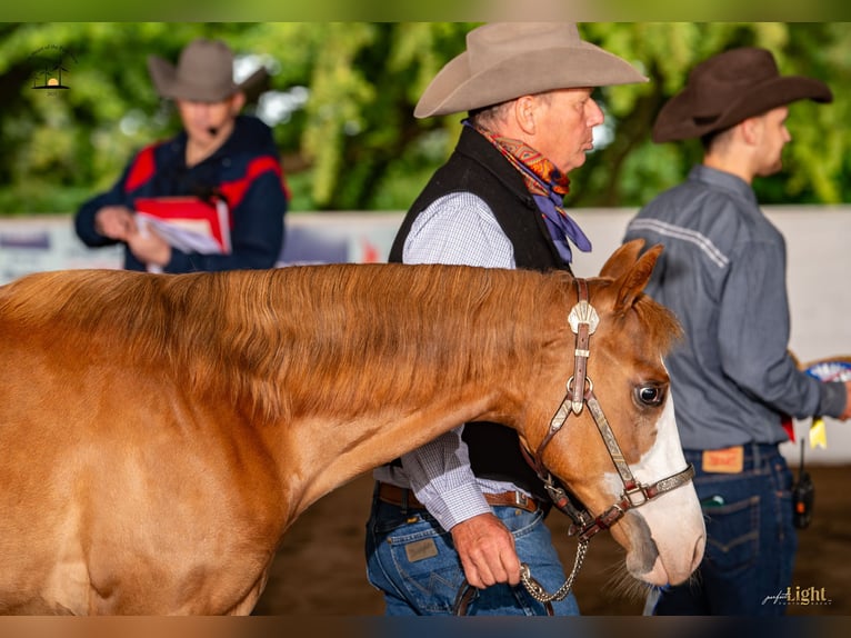 American Quarter Horse Wallach 2 Jahre 158 cm Rotfuchs in Cambridgeshire