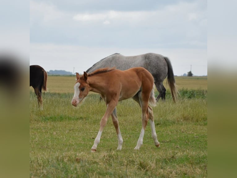 American Quarter Horse Wallach 2 Jahre 158 cm Rotfuchs in Cambridgeshire