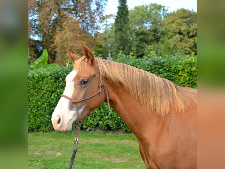 American Quarter Horse Wallach 2 Jahre 158 cm Rotfuchs in Cambridgeshire
