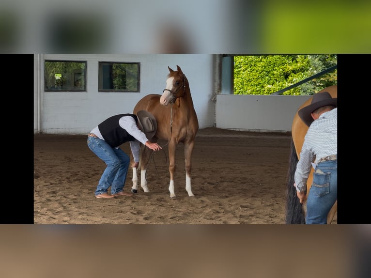 American Quarter Horse Wallach 2 Jahre 158 cm Rotfuchs in Cambridgeshire