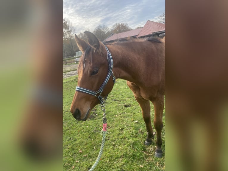 American Quarter Horse Wallach 2 Jahre 160 cm Brauner in Scheeßel