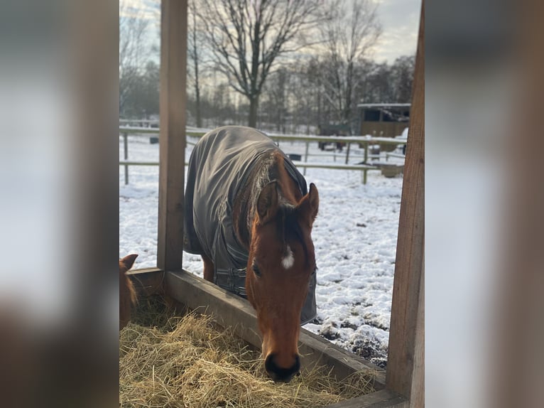 American Quarter Horse Wallach 2 Jahre 160 cm Brauner in Scheeßel