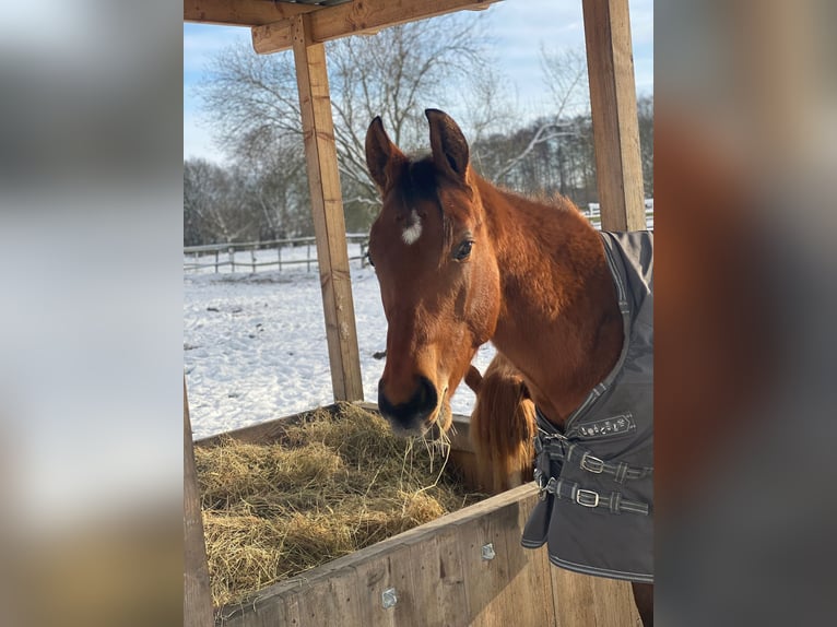 American Quarter Horse Wallach 2 Jahre 160 cm Brauner in Scheeßel