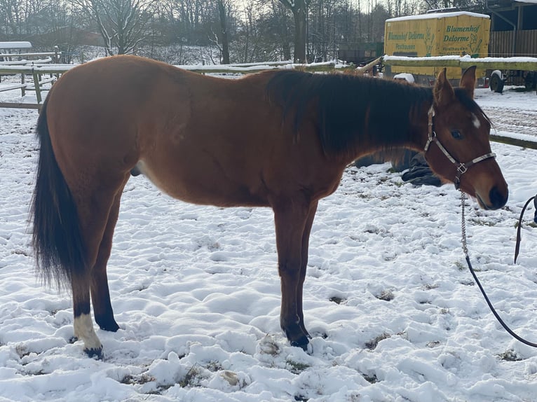 American Quarter Horse Wallach 2 Jahre 160 cm Brauner in Scheeßel