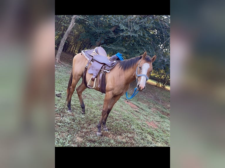 American Quarter Horse Mix Wallach 2 Jahre 183 cm Falbe in Purcell