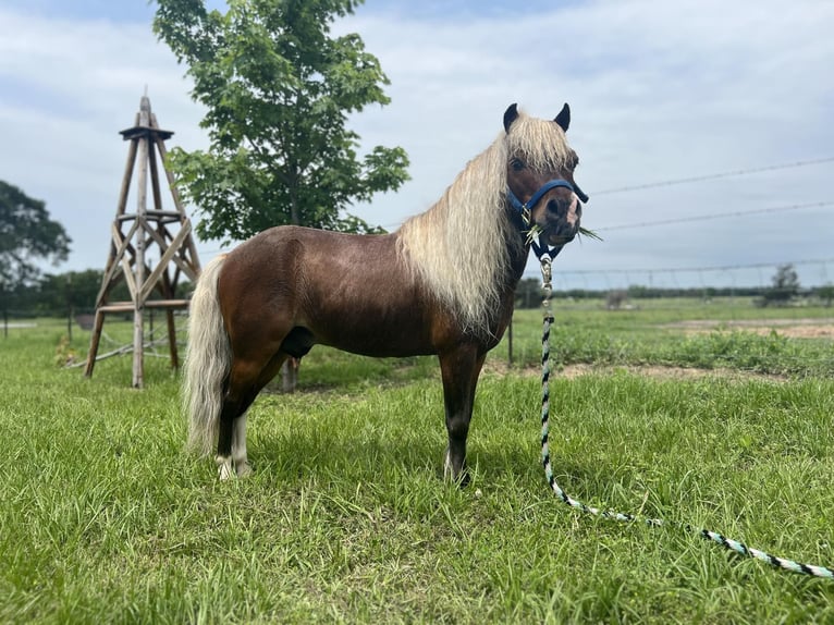 American Quarter Horse Wallach 2 Jahre 91 cm Roan-Red in Fairfield TX