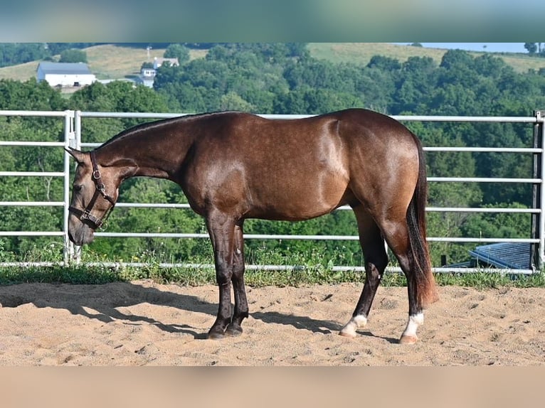 American Quarter Horse Wallach 2 Jahre Buckskin in Millersburg