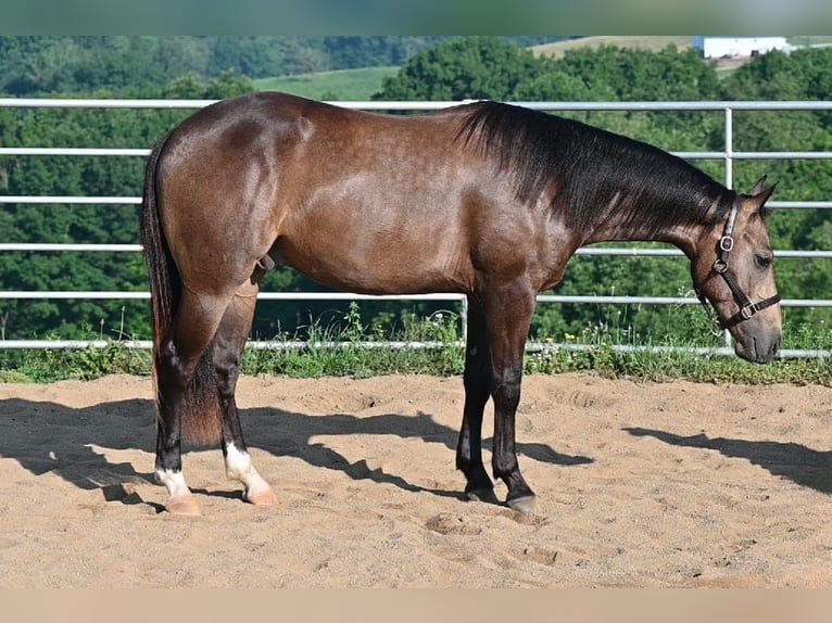 American Quarter Horse Wallach 2 Jahre Buckskin in Millersburg