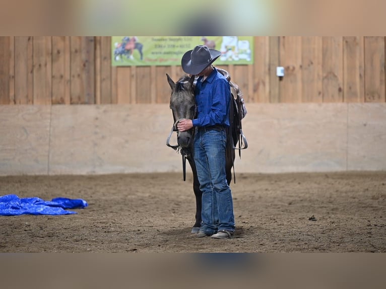 American Quarter Horse Wallach 2 Jahre Buckskin in Millersburg