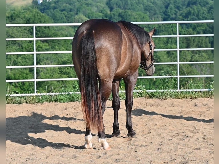 American Quarter Horse Wallach 2 Jahre Buckskin in Millersburg