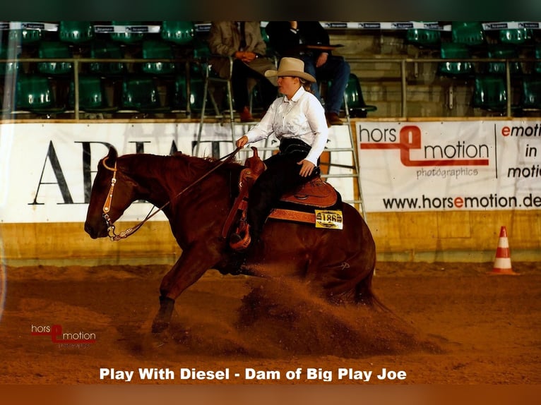 American Quarter Horse Wallach 2 Jahre Buckskin in Legden