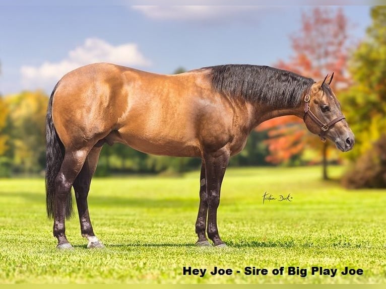 American Quarter Horse Wallach 2 Jahre Buckskin in Legden