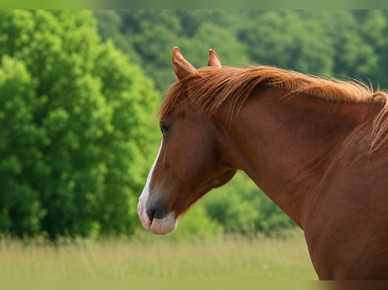 American Quarter Horse Wallach 2 Jahre Dunkelfuchs in Laubach