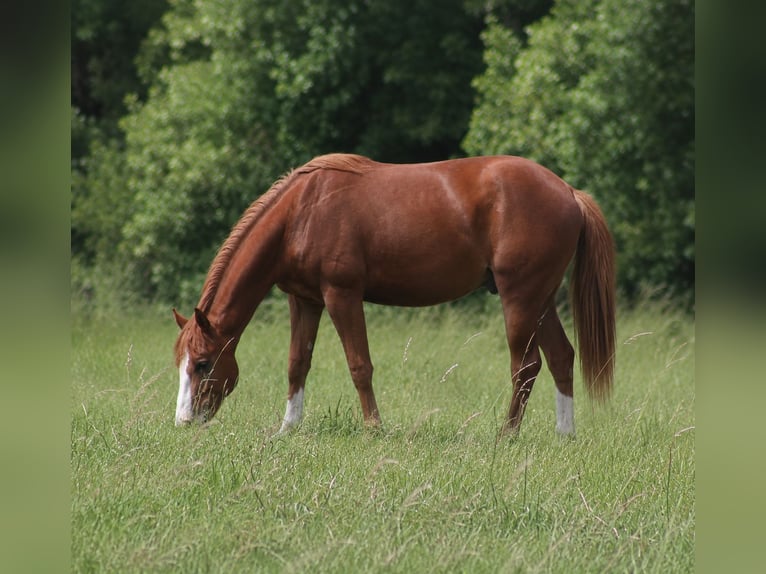 American Quarter Horse Wallach 2 Jahre Dunkelfuchs in Laubach