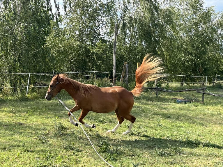 American Quarter Horse Wallach 2 Jahre Dunkelfuchs in Piliscs&#xE9;v