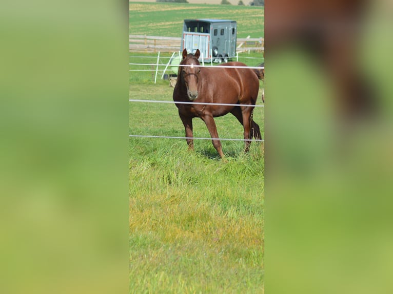 American Quarter Horse Wallach 2 Jahre Dunkelfuchs in Laubach