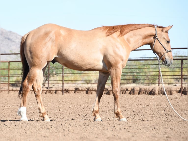 American Quarter Horse Wallach 2 Jahre Falbe in Congress