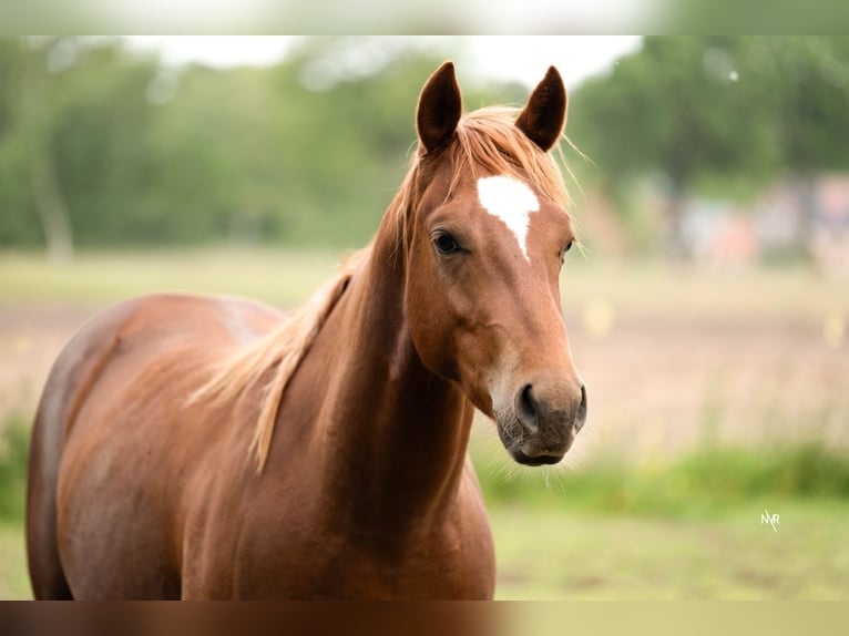 American Quarter Horse Wallach 2 Jahre Fuchs in Grobbendonk