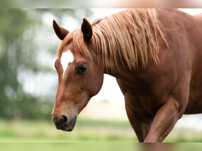 American Quarter Horse Wallach 2 Jahre Fuchs in Grobbendonk