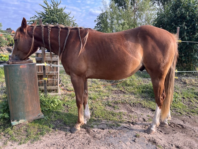 American Quarter Horse Wallach 2 Jahre Fuchs in Neustadt am R&#xFC;benberge