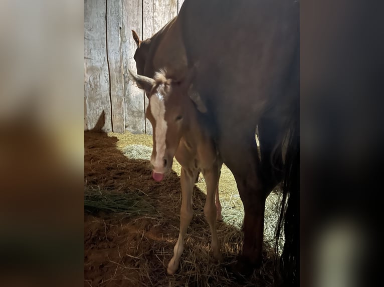 American Quarter Horse Wallach 2 Jahre Fuchs in Neustadt am R&#xFC;benberge