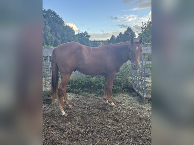 American Quarter Horse Wallach 2 Jahre Fuchs in Rosa