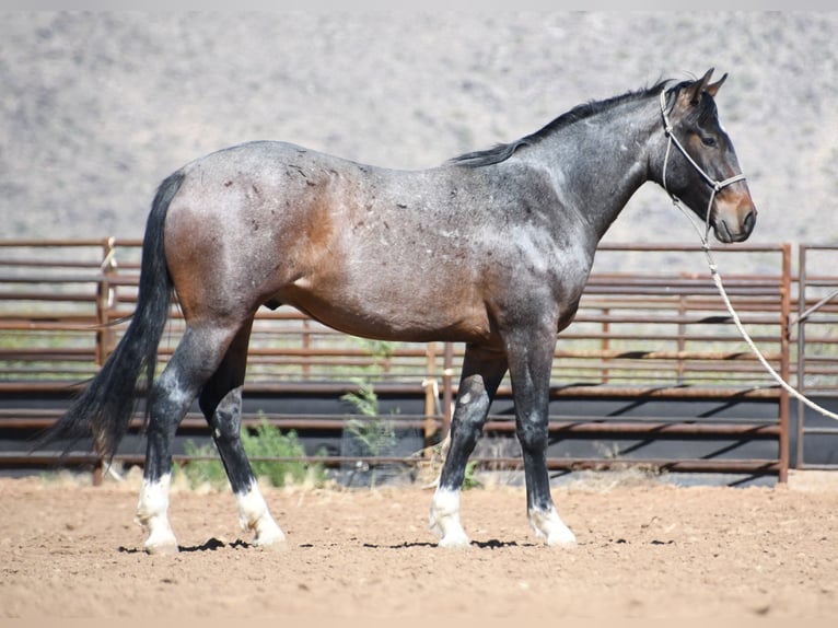 American Quarter Horse Wallach 2 Jahre Roan-Bay in Congress