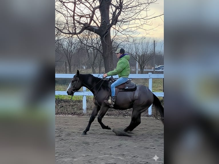 American Quarter Horse Wallach 2 Jahre Roan-Bay in Traona