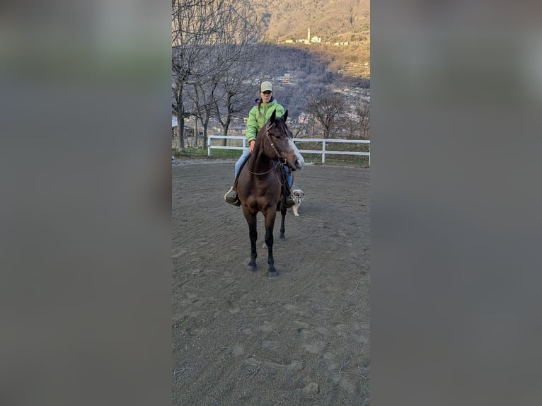 American Quarter Horse Wallach 2 Jahre Roan-Bay in Traona