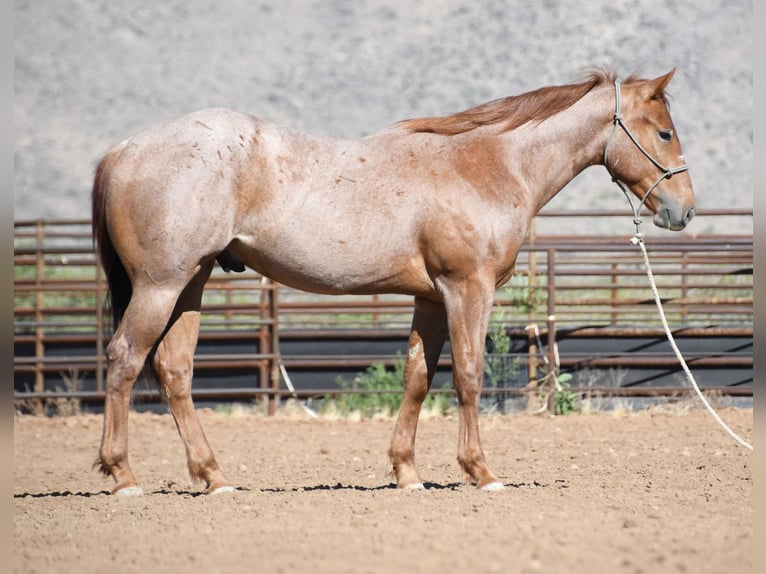 American Quarter Horse Wallach 2 Jahre Roan-Red in Congress