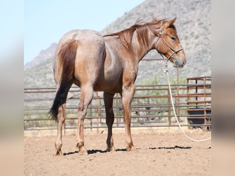 American Quarter Horse Wallach 2 Jahre Roan-Red in Congress