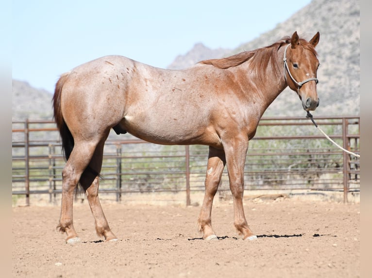 American Quarter Horse Wallach 2 Jahre Roan-Red in Congress