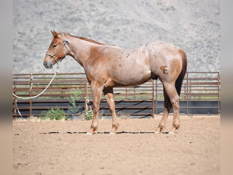 American Quarter Horse Wallach 2 Jahre Roan-Red in Congress