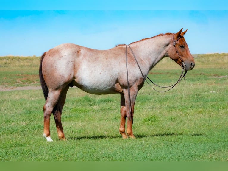 American Quarter Horse Wallach 2 Jahre Roan-Red in Saint Anthony
