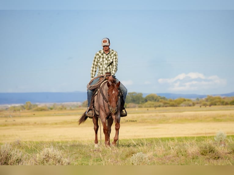 American Quarter Horse Wallach 2 Jahre Roan-Red in Saint Anthony