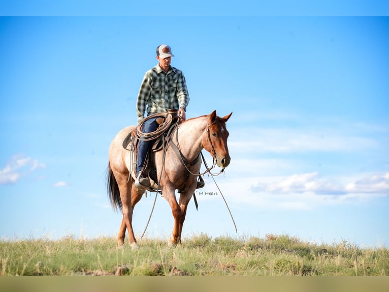 American Quarter Horse Wallach 2 Jahre Roan-Red in Saint Anthony