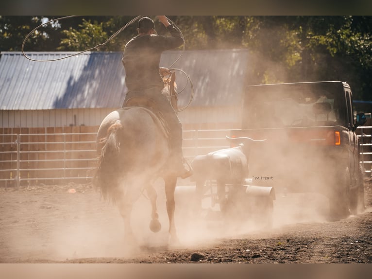 American Quarter Horse Wallach 2 Jahre Roan-Red in Saint Anthony
