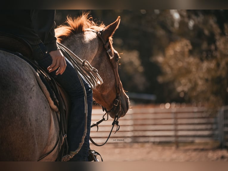American Quarter Horse Wallach 2 Jahre Roan-Red in Saint Anthony