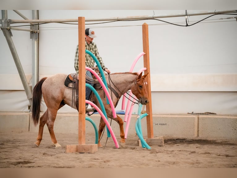 American Quarter Horse Wallach 2 Jahre Roan-Red in Saint Anthony