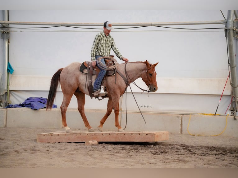 American Quarter Horse Wallach 2 Jahre Roan-Red in Saint Anthony