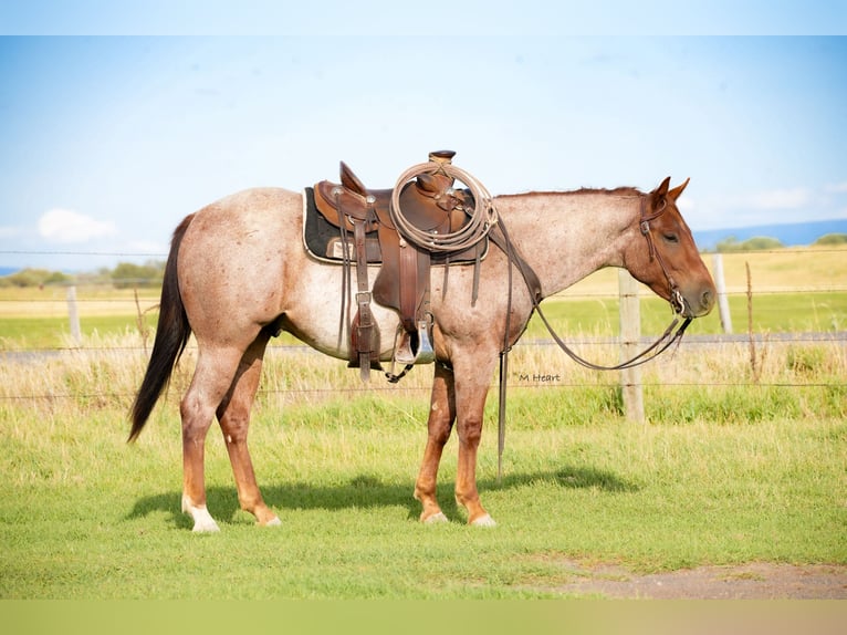 American Quarter Horse Wallach 2 Jahre Roan-Red in Saint Anthony
