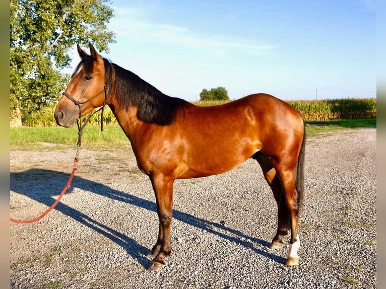 American Quarter Horse Wallach 2 Jahre Rotbrauner in West Mansfield