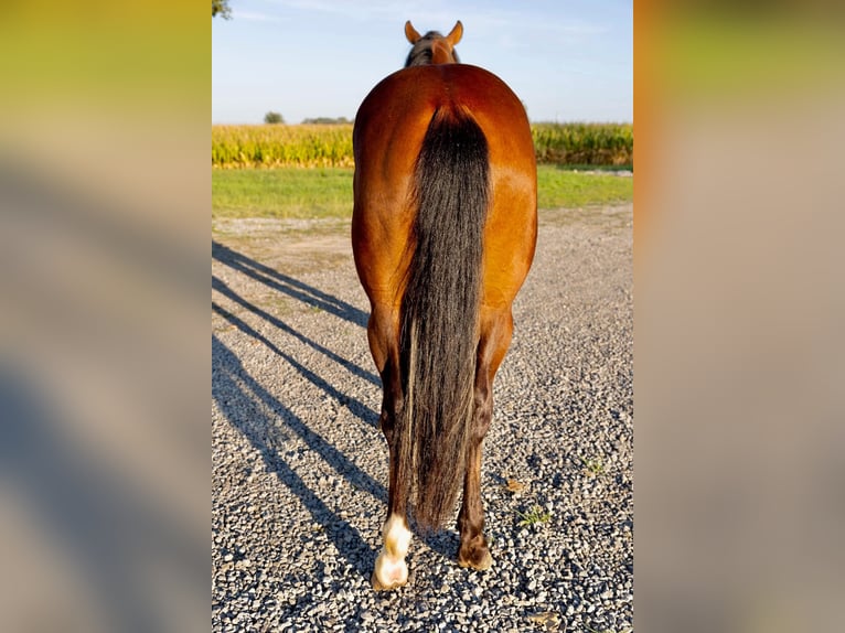 American Quarter Horse Wallach 2 Jahre Rotbrauner in West Mansfield