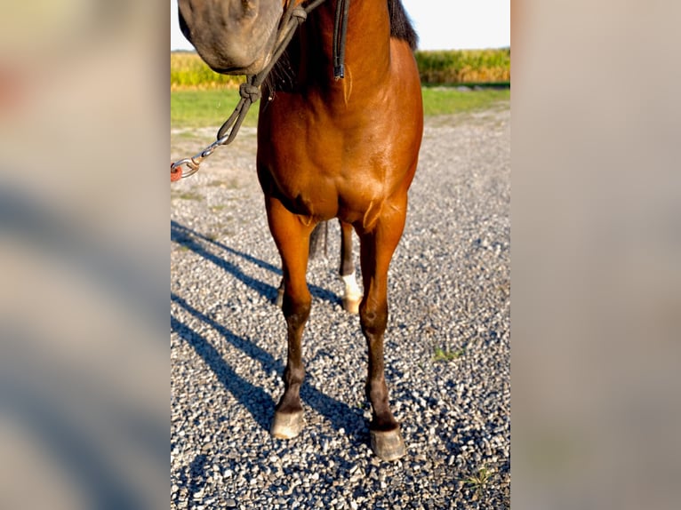 American Quarter Horse Wallach 2 Jahre Rotbrauner in West Mansfield