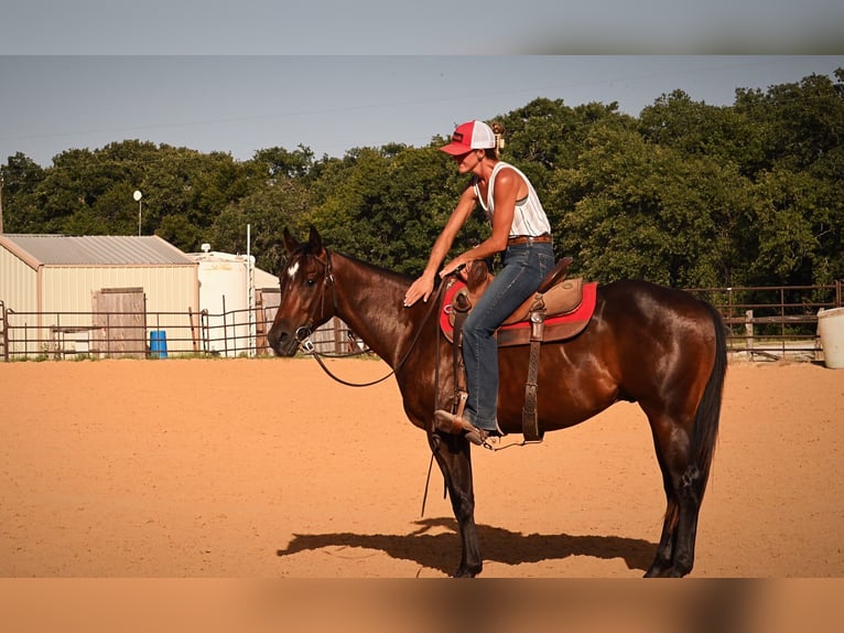 American Quarter Horse Wallach 2 Jahre Rotbrauner in Stephenville