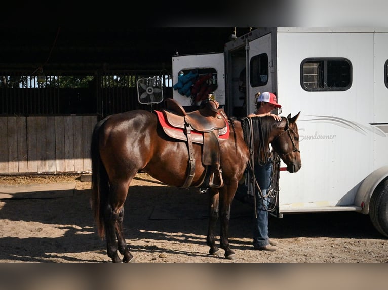 American Quarter Horse Wallach 2 Jahre Rotbrauner in Stephenville
