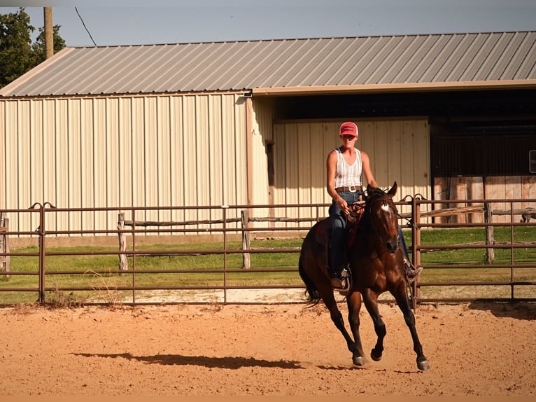 American Quarter Horse Wallach 2 Jahre Rotbrauner in Stephenville